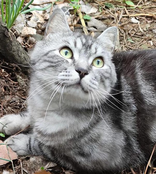 猫咪1.3.0最新下载ios