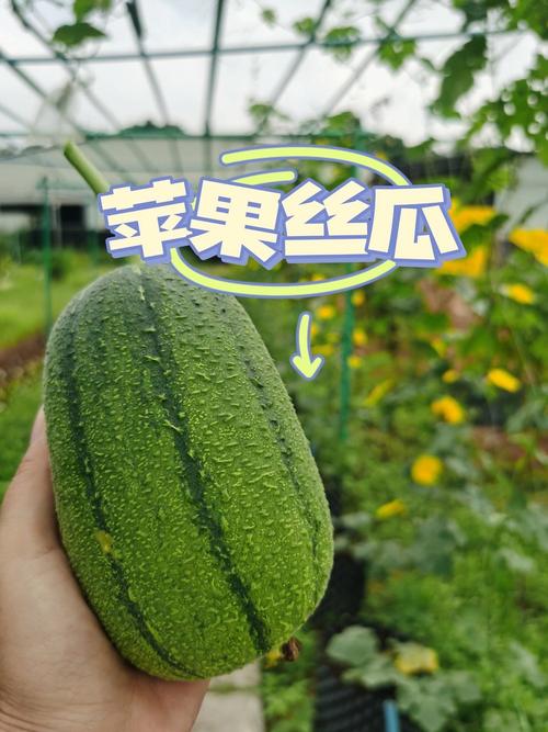 草莓秋葵菠萝蜜黄瓜丝瓜苹果最新版