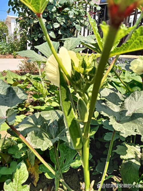 秋葵男的加油站女人的美容院app