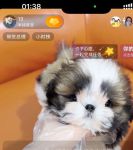 小狗狗直播官网