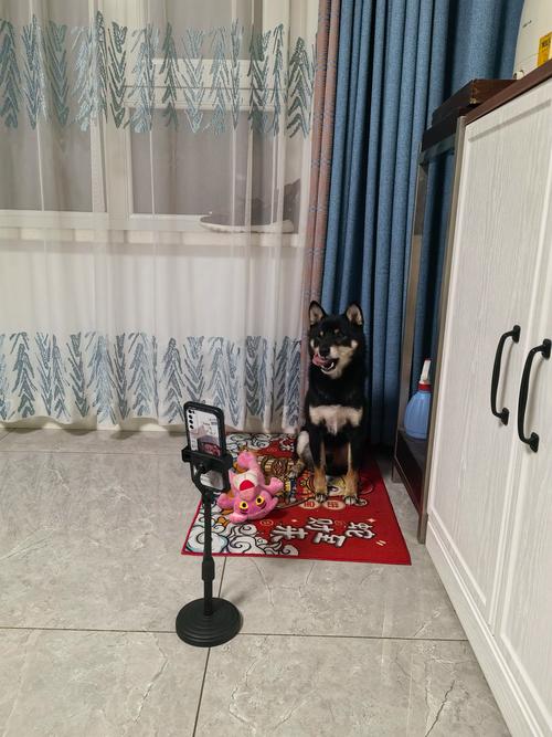 小狗狗直播官网