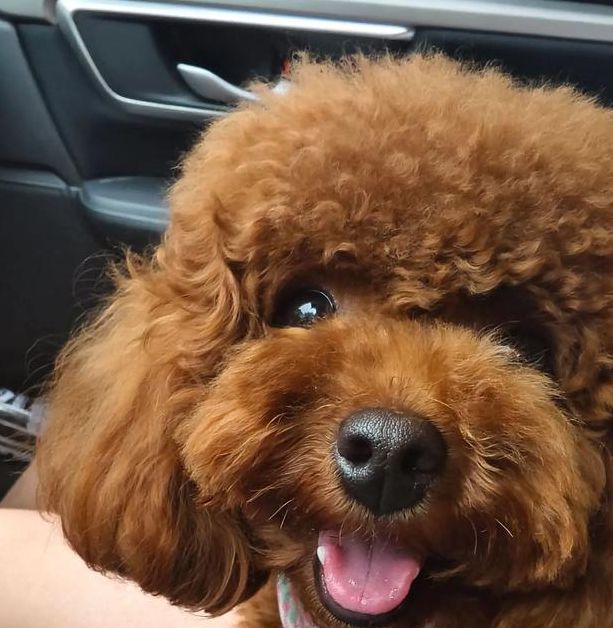 小狗狗直播官网