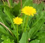 野花社区视频最新资源网app手机版