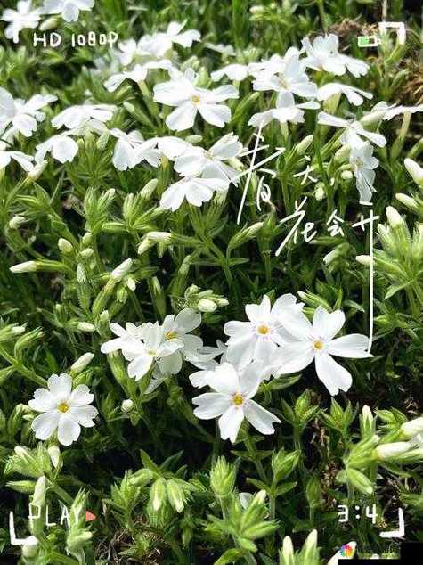 野花社区视频最新资源网app手机版