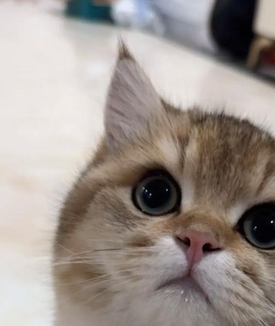 猫咪直播视频下载