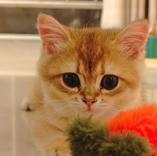 猫咪直播视频下载