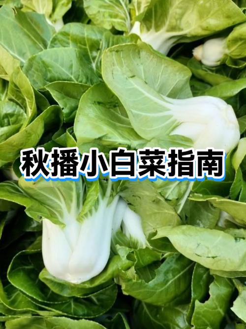 小白菜直播