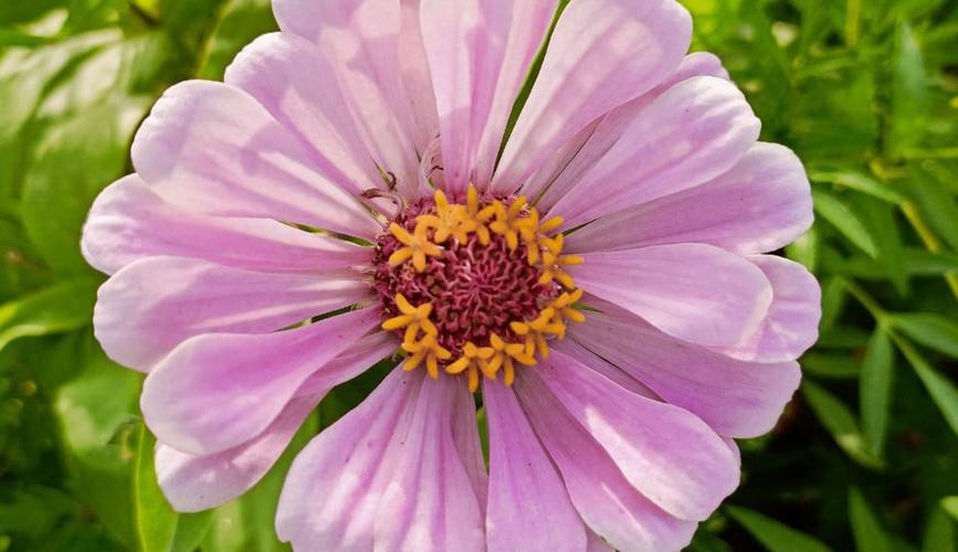 花儿视频在线观看