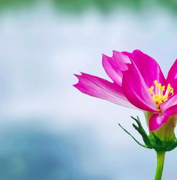 花儿视频在线观看