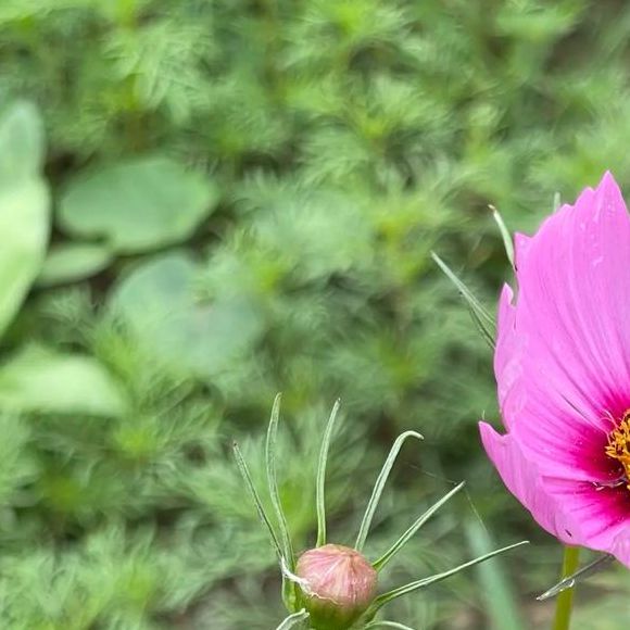 花儿视频在线观看